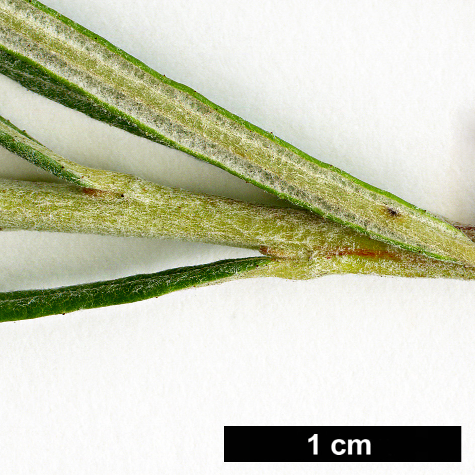 High resolution image: Family: Salicaceae - Genus: Salix - Taxon: elaeagnos - SpeciesSub: subsp. angustifolia